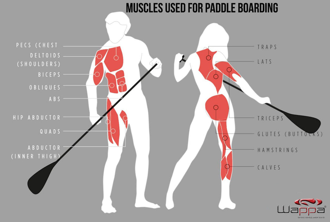BUILING THE MUSCLES YOU NEED TO MASTER PADDLE BOARDING